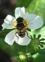 Palpada albifrons - photo 4
