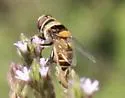 Palpada pusilla - photo 3