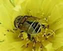 Palpada texana