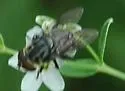 undescribed sp. 1 - photo 3