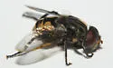 undescribed sp. 1 - photo 4