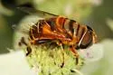 Palpada vinetorum - Palpada vinetorum