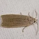 Palpidia pallidior - Hodges#8517 - Palpidia pallidior
