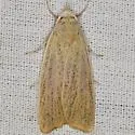 Palpidia pallidior - Hodges#8517 - photo 2
