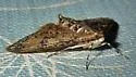 Palpita aenescentalis - Hodges#5227