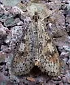 Palpita aenescentalis - Hodges#5227 - photo 2