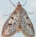 Palpita aenescentalis - Hodges#5227 - photo 3