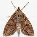 Palpita aenescentalis - Hodges#5227 - photo 4