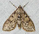 Palpita aenescentalis - Hodges#5227 - photo 5
