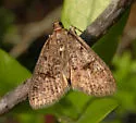 Palpita arsaltealis - Hodges#5222