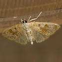 Palpita arsaltealis - Hodges#5222 - photo 2