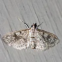 Palpita arsaltealis - Hodges#5222 - photo 3