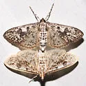 Palpita arsaltealis - Hodges#5222 - photo 4