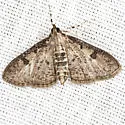 Palpita arsaltealis - Hodges#5222 - photo 5