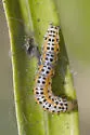 Satin White Moth - Hodges#5217