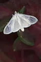 Satin White Moth - Hodges#5217 - photo 4