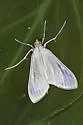 Satin White Moth - Hodges#5217 - photo 5