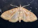 Freeman's Palpita Moth - Hodges#5225 - photo 2