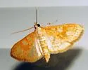 Freeman's Palpita Moth - Hodges#5225 - photo 3