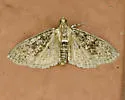Freeman's Palpita Moth - Hodges#5225 - photo 4