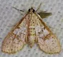 Freeman's Palpita Moth - Hodges#5225 - photo 5