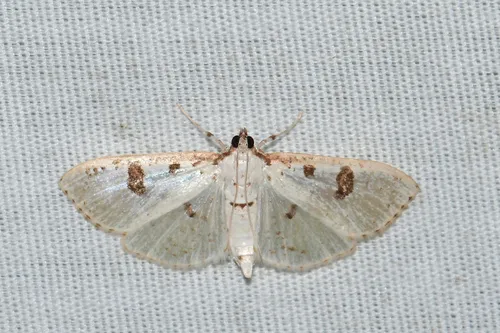 Inkblot Palpita Moth - Hodges#5223