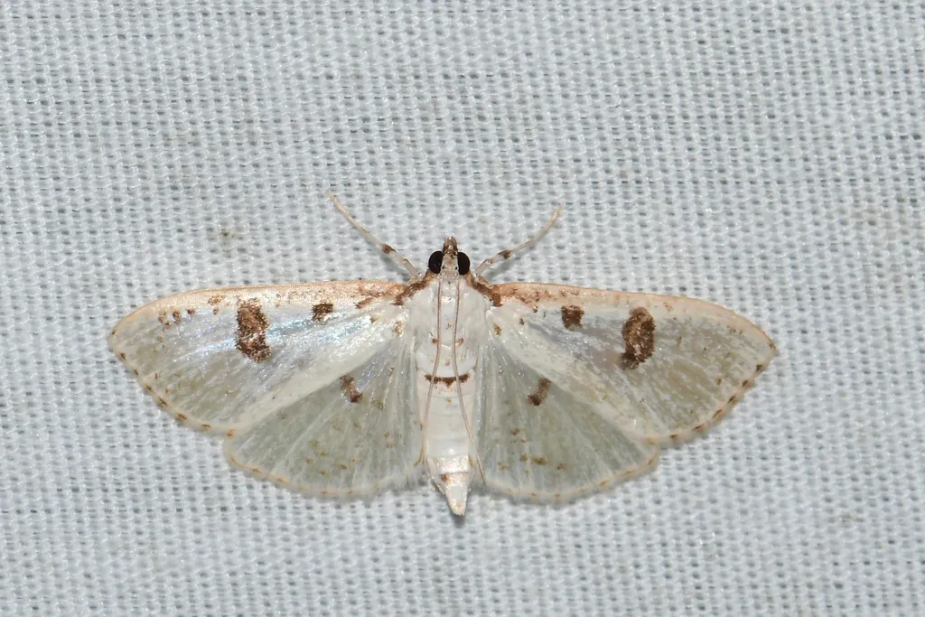 Inkblot Palpita Moth - Hodges#5223 - photo 2
