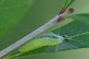 Kimball's Palpita Moth - Hodges#5219