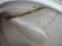 Kimball's Palpita Moth - Hodges#5219 - photo 2