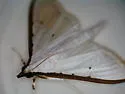 Kimball's Palpita Moth - Hodges#5219 - photo 3