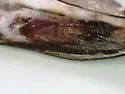 Kimball's Palpita Moth - Hodges#5219 - photo 4