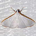 Kimball's Palpita Moth - Hodges#5219 - photo 5