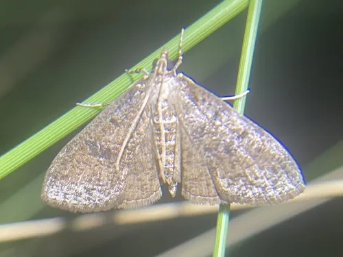 Coastal Palpita Moth - Hodges#5223.1 - Palpita maritima