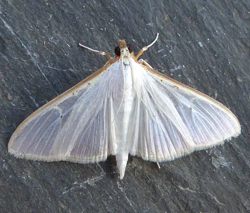Palpita vitrealis - Palpita vitrealis