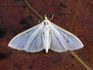 Palpita vitrealis - photo 2
