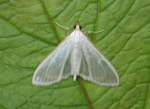 Palpita vitrealis - photo 3