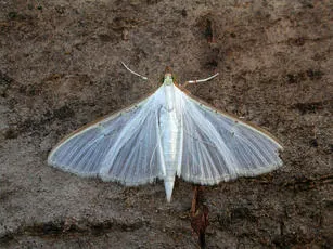 Palpita vitrealis - photo 4