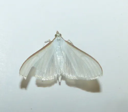 Palpita vitrealis - photo 5