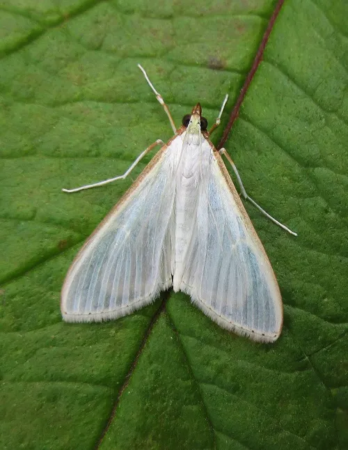 Palpita vitrealis - photo 6