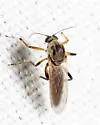 Palpomyia lineata