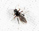 Palpomyia novitibialis