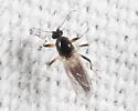 Palpomyia plebeiella
