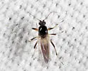 Palpomyia plebeiella - photo 2