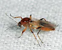 Palpomyia rufa