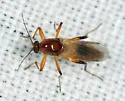 Palpomyia rufa - photo 2
