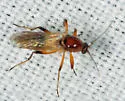 Palpomyia rufa - photo 3