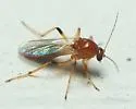 Palpomyia rufa - photo 4