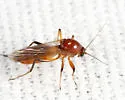 Palpomyia rufa - photo 5