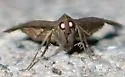 Dark-spotted Palthis - Hodges#8397