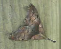 Dark-spotted Palthis - Hodges#8397 - photo 2